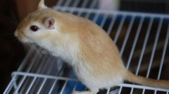 Mongolski peschanka. Domače vzdrževanje